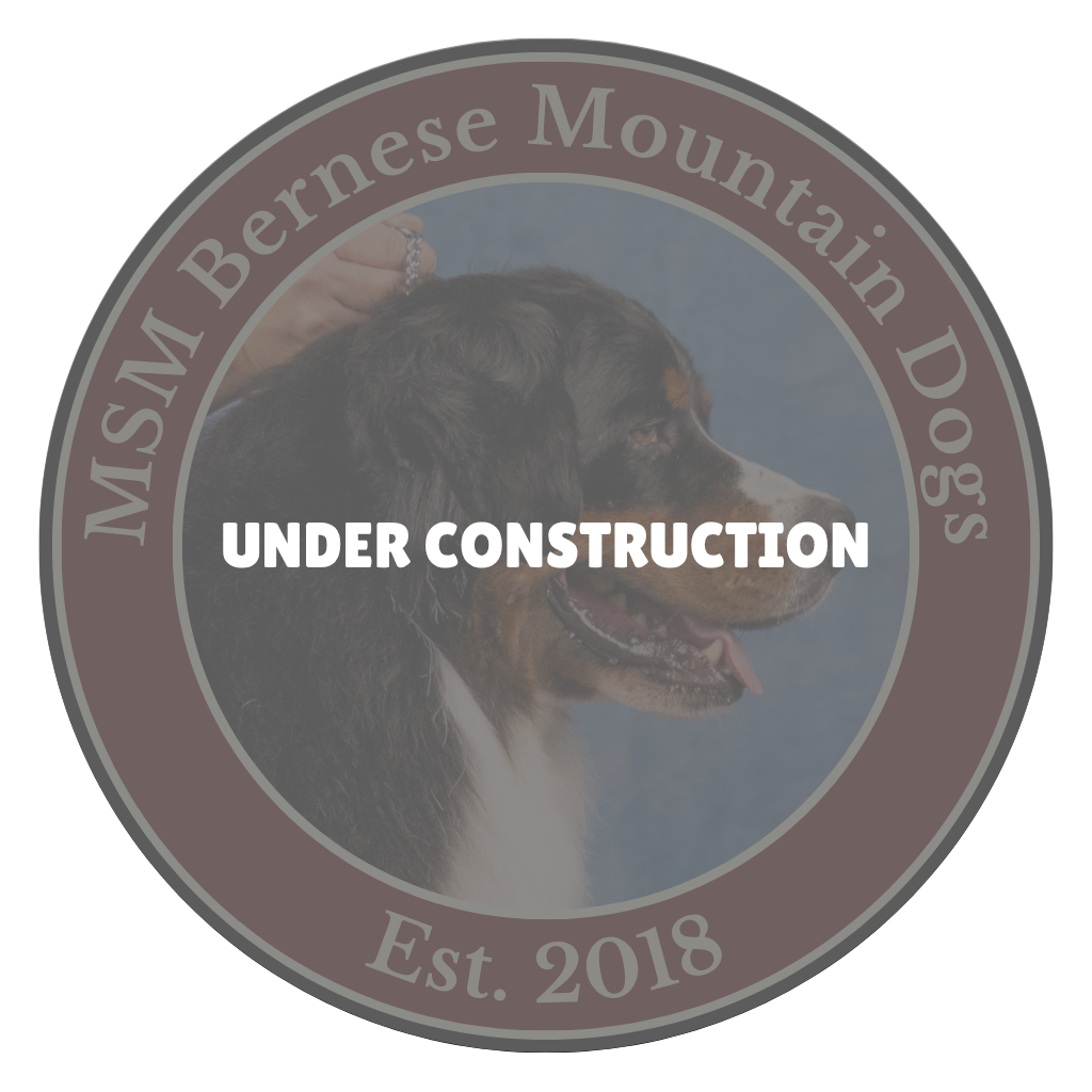 MSM Bernese Mountain Dogs